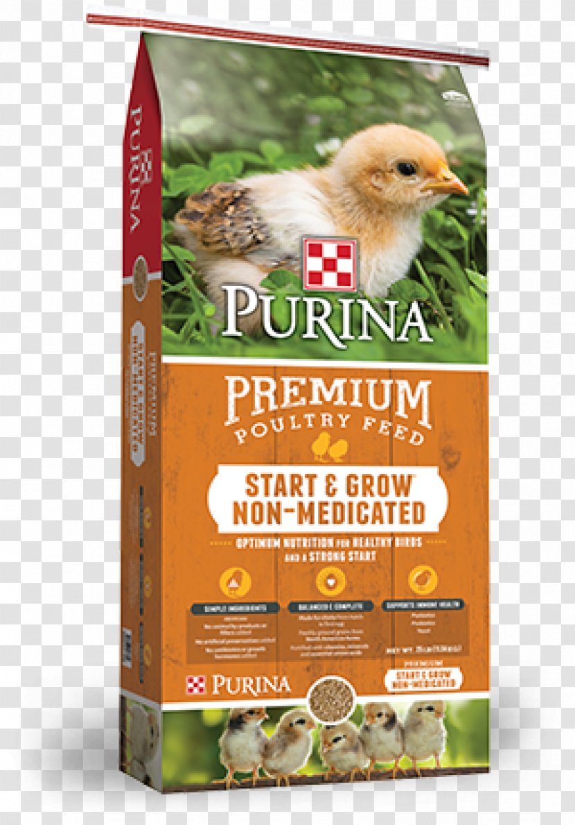Chicken Poultry Feed Duck Nutrition Transparent PNG