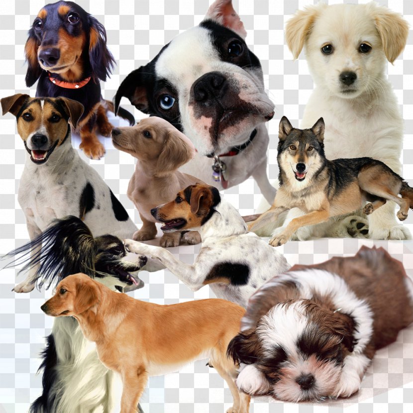 Golden Retriever Border Collie Pomeranian Puppy Cat - Snout - Dog Transparent PNG