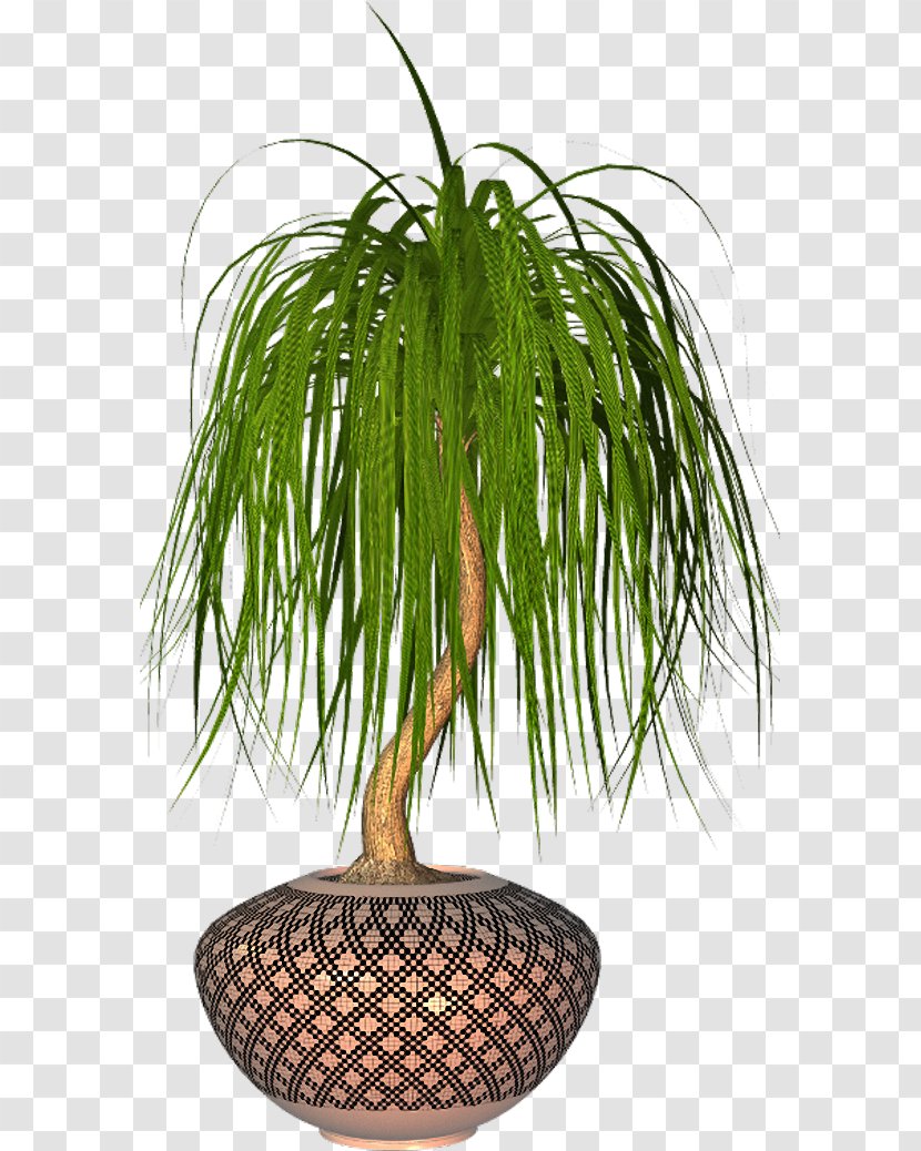 Arecaceae Plant Flowerpot - Grass Family Transparent PNG