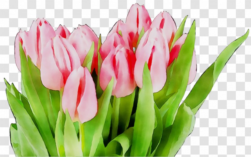 Holiday Calendar Date Tulip Professional - Lily Family Transparent PNG