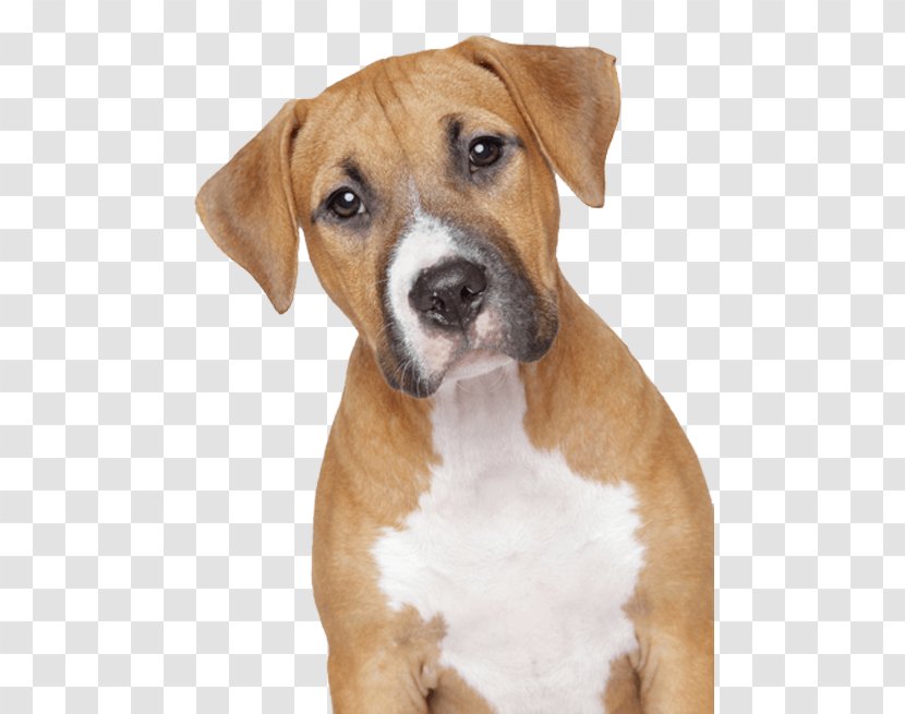 Dog Puppy Clip Art - Image Resolution - Sad Transparent PNG