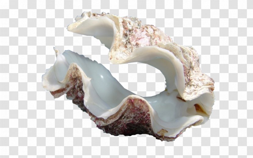 Oyster Cockle Seashell Conch Sea Glass - Snail - PEARL SHELL Transparent PNG
