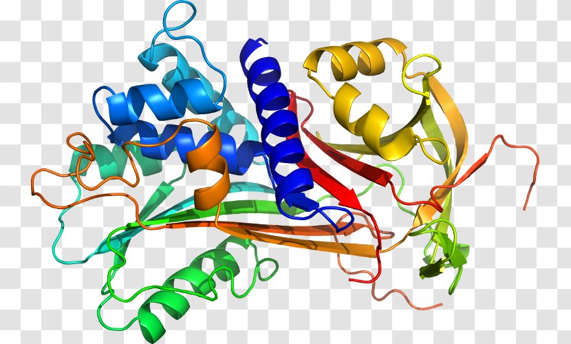 Alpha-1-proteinase Inhibitor Alpha 1-antitrypsin Deficiency Protein Structure - Watercolor - Flap Structurespecific Endonuclease 1 Transparent PNG