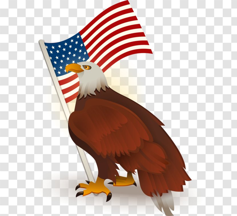 Bald Eagle Clip Art Image - Accipitriformes - American Logo Clipart Transparent PNG
