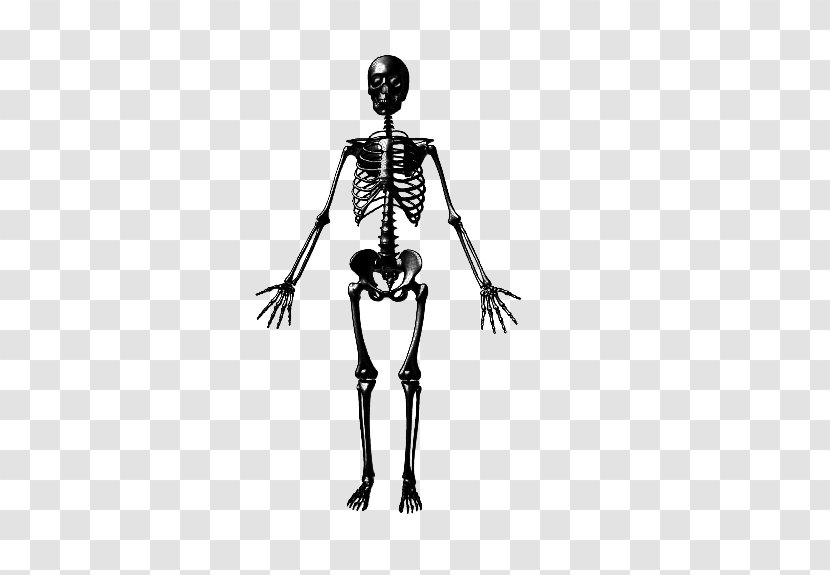 Bone Health Human Skeleton Muscle - Figurine - Dreamweaver Transparent PNG