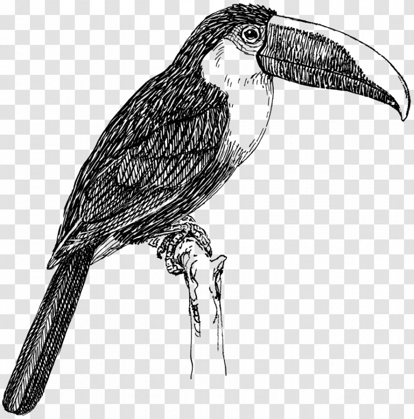 Bird Toco Toucan White-throated Clip Art - Tucan Transparent PNG