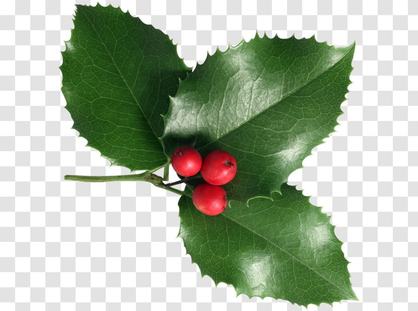 Common Holly Viscum Album Christmas Aquifoliales - Fruit - Reflexion Transparent PNG
