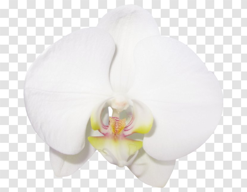 Moth Orchids Rainbow Six Siege Operation Blood Orchid Flat-leaved Vanilla - Yellow Transparent PNG