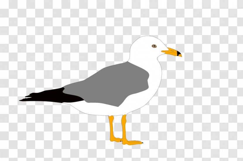 Gulls European Herring Gull Bird Duck Great Black-backed - Seabird - Seagull Transparent PNG