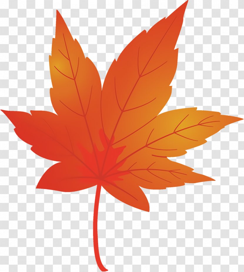 Maple Leaf Fallen Dead - Red - Petal Woody Plant Transparent PNG