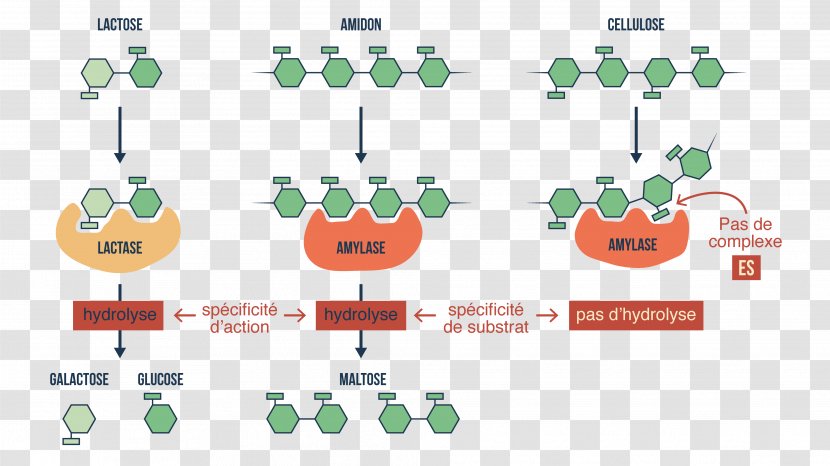 Digestive Enzyme Amylase Digestion Carbohydrate - Digestif Transparent PNG