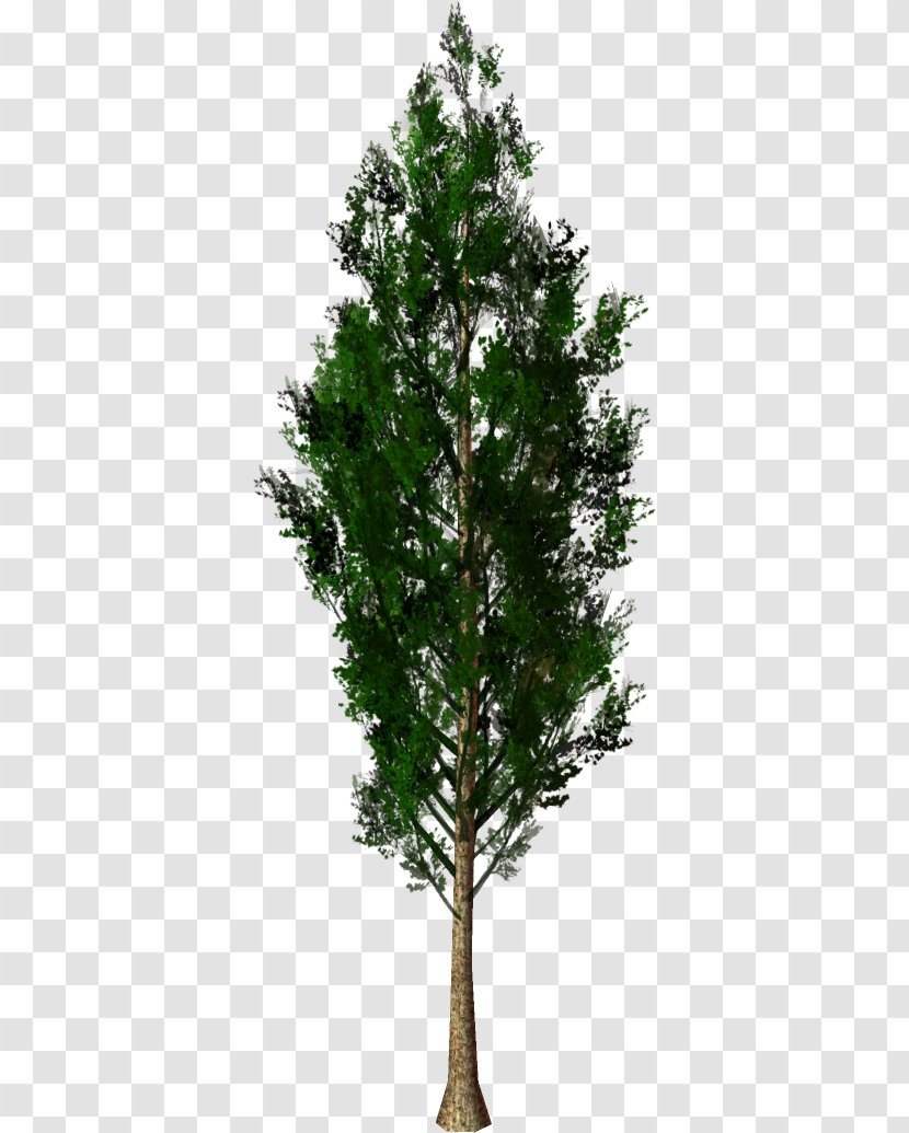 Larch Spruce Tree Pine Fir - Author Transparent PNG