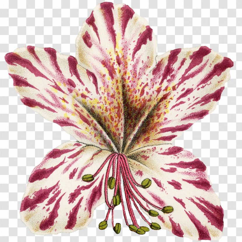 Lily Of The Incas Cut Flowers Magenta Family M Invest D.o.o. - Doo - Azalea Button Transparent PNG