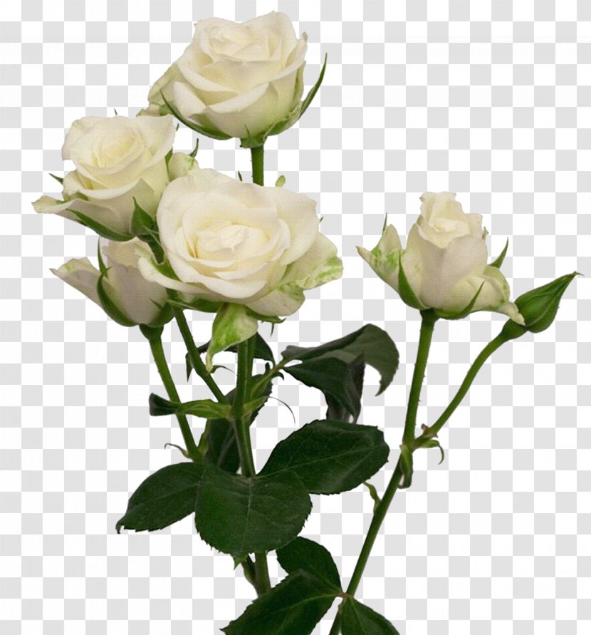 Cut Flowers Garden Roses Wedding Flower Bouquet - White - Rose Transparent PNG
