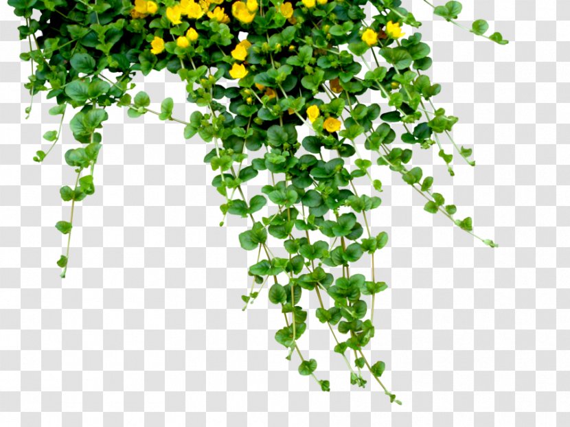 Bengali New Year (Pxf4hela Boishakh) Journey Through Many Worlds - Green - Flowers Clipart Transparent PNG