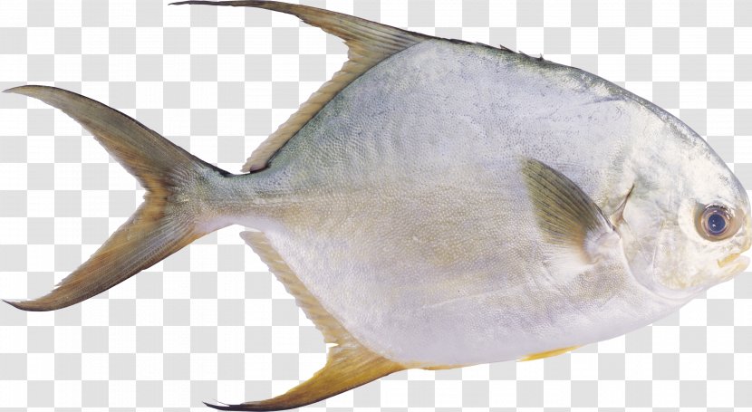 Pampus Argenteus Fishing Industry Seafood - Food - Fish Transparent PNG