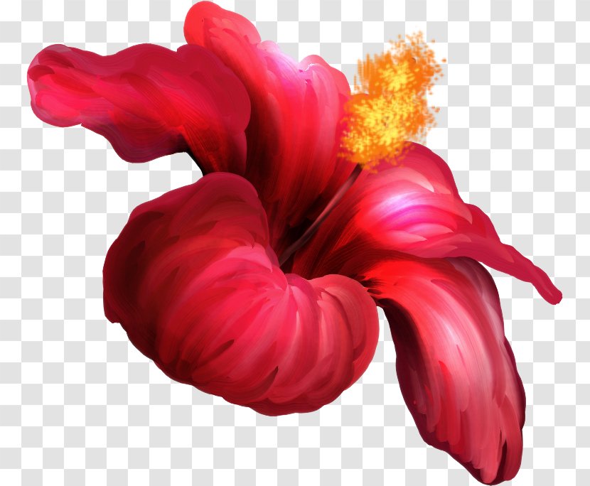 Flower Hibiscus Petal Clip Art - Herbaceous Plant Transparent PNG