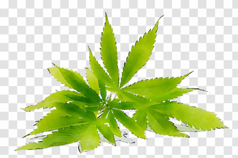 Product Hemp Sales Price News - Health - Houseplant Transparent PNG