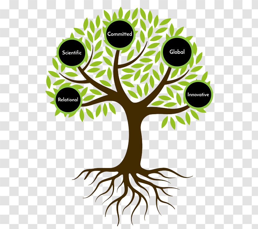 Drawing Root Clip Art - Branch - Tree Transparent PNG