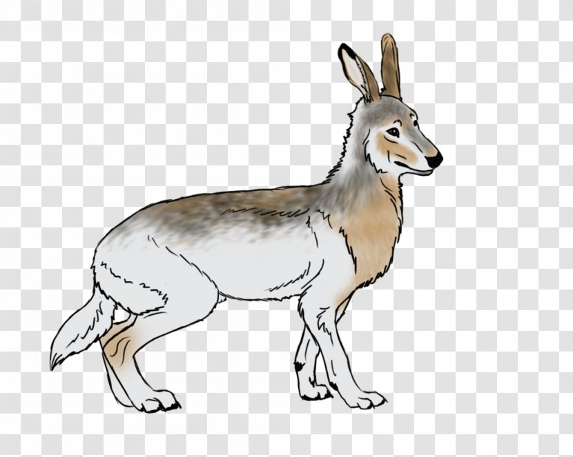 Jackal Musk Deers Antelope Macropodidae Hare - Deer Transparent PNG