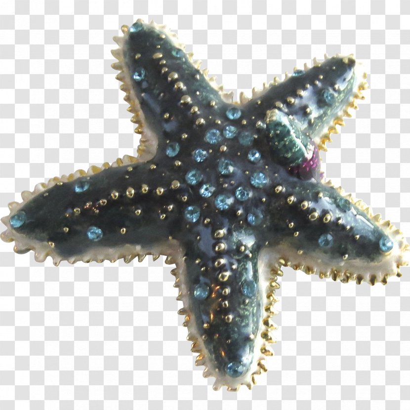 Starfish Marine Invertebrates Echinoderm Coral - Organism Transparent PNG