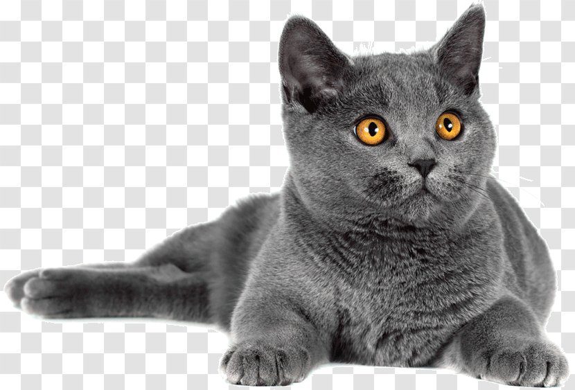 Korat British Shorthair Chartreux Domestic Short-haired Cat Whiskers Transparent PNG