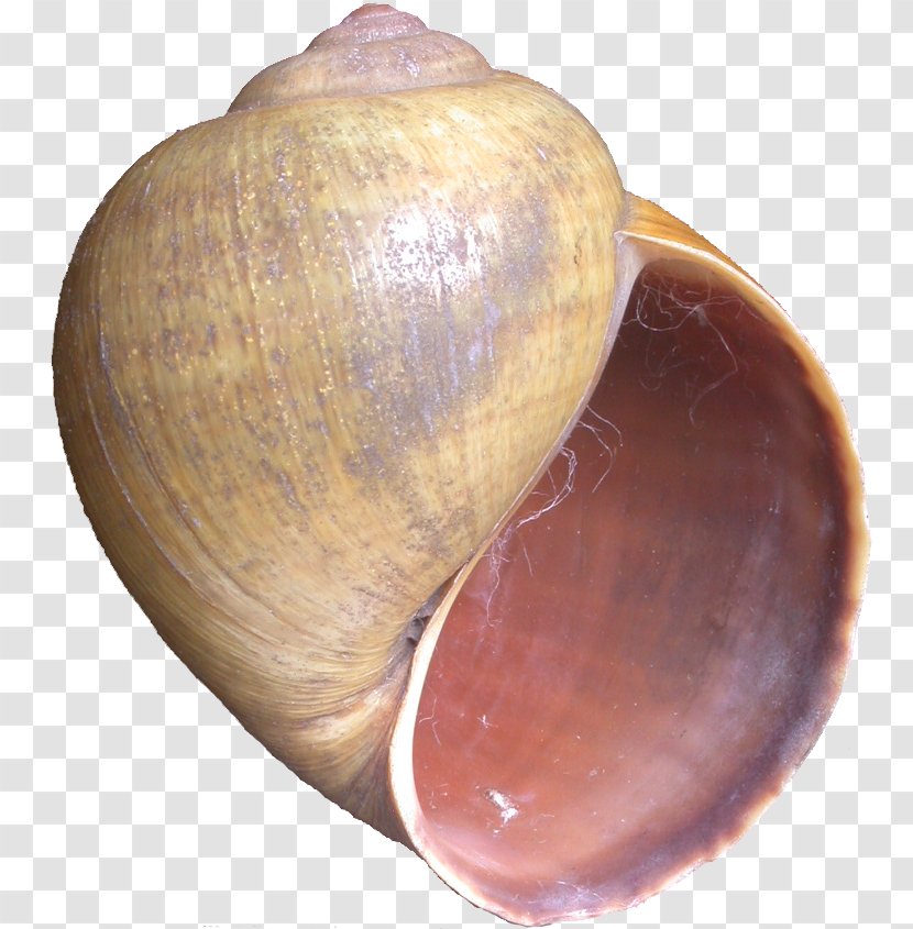 Baltic Macoma Cockle Veneroida Shankha Clam - Conch Transparent PNG
