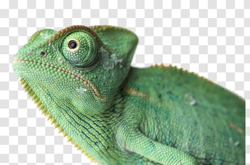 Common Iguanas Chameleons Agamas Anoles Reptile - Dragon Lizards Transparent PNG