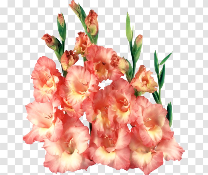Gladiolus Clip Art - Floral Design - Flower Transparent PNG