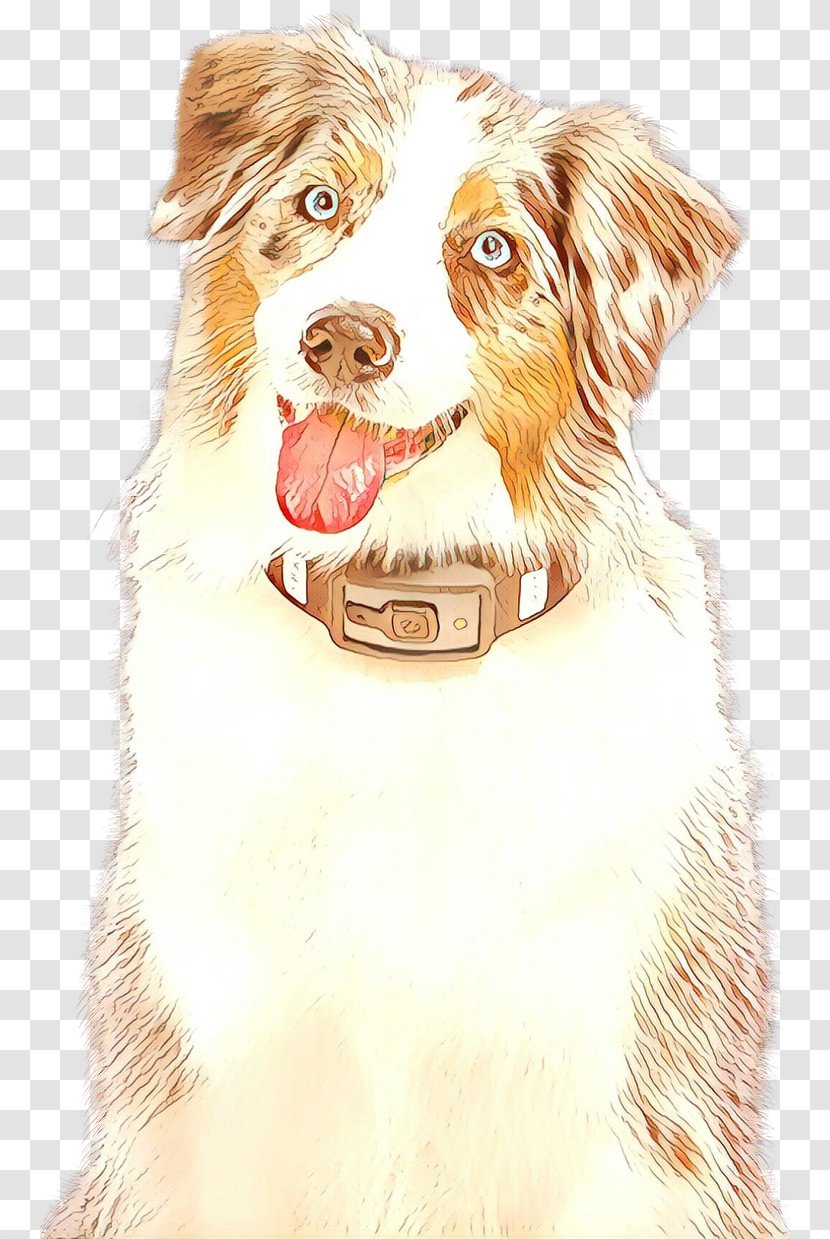 Border Collie - Sporting Group - Working Dog Rare Breed Transparent PNG