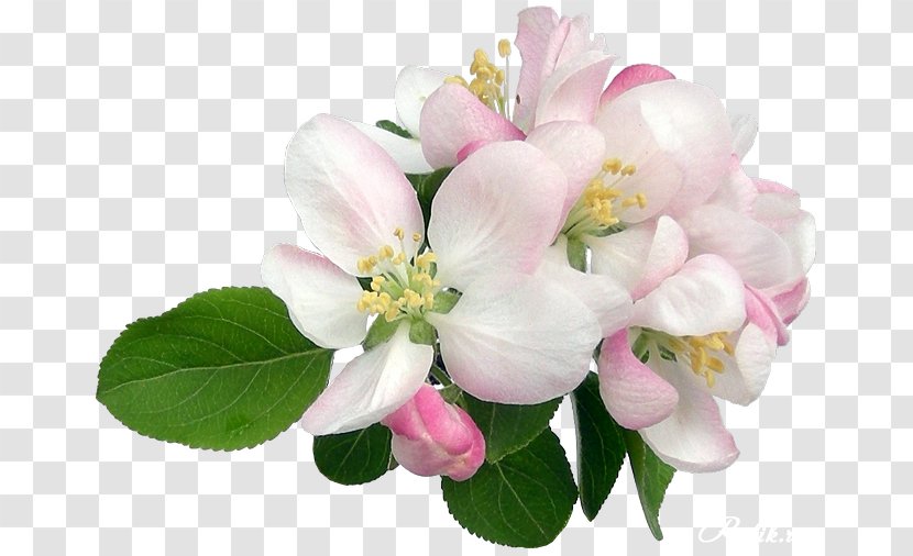 Flower Clip Art JPEG Image - Photography Transparent PNG