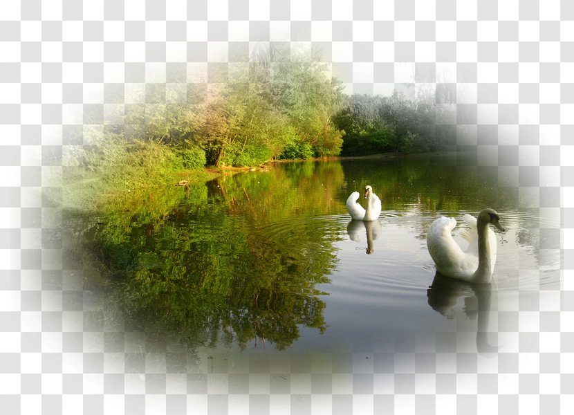 Desktop Wallpaper Cygnini Environment Canvas - Painting - Swan Transparent PNG