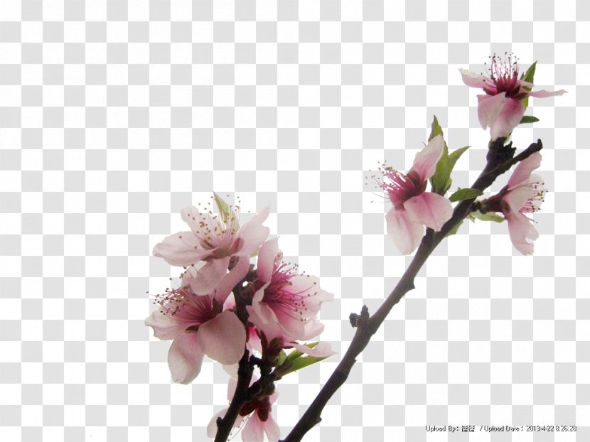 Peach Red - Stock Photography Transparent PNG