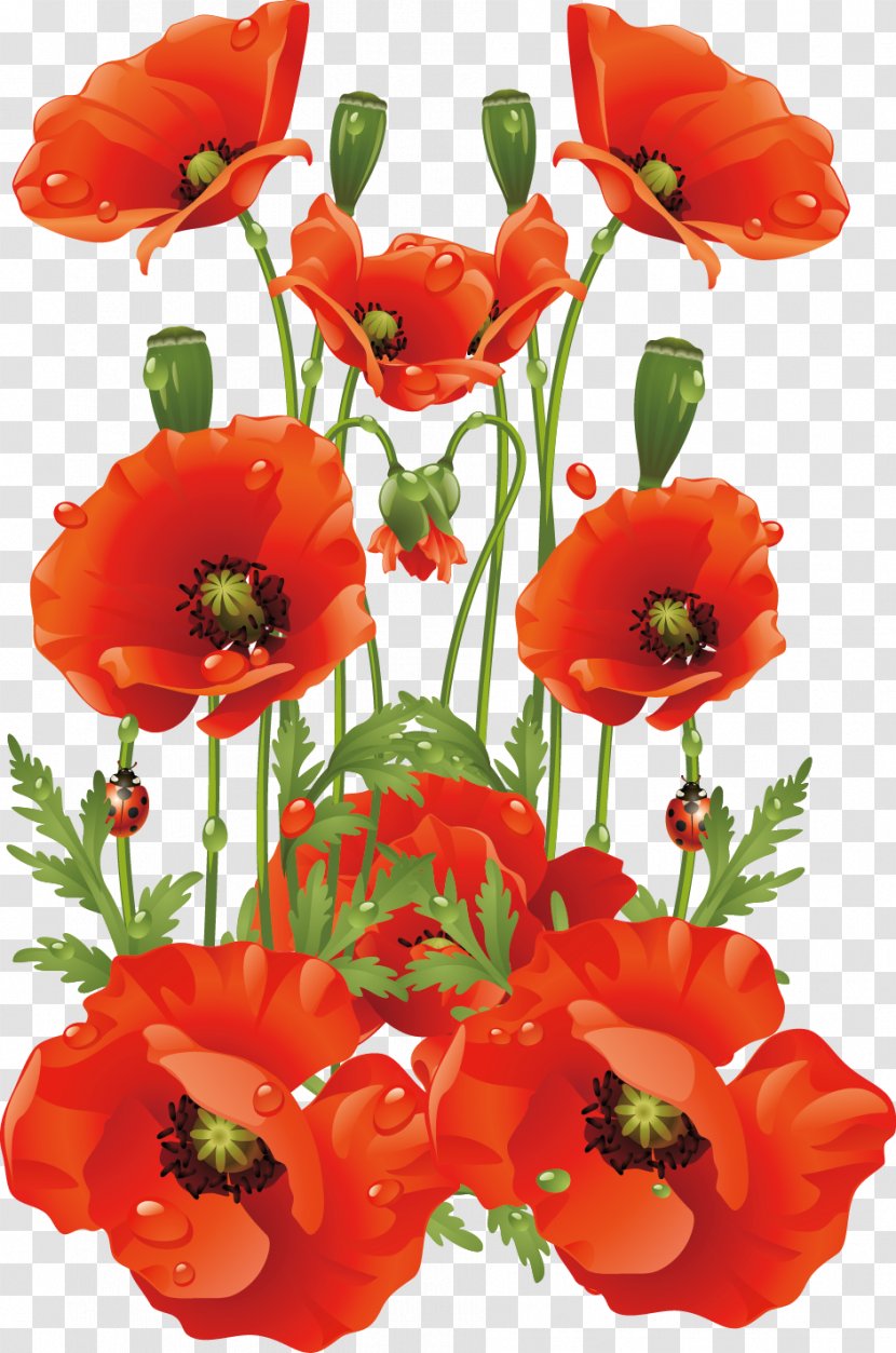 Common Poppy Flower California - Hand-painted Flowers Background Material Transparent PNG