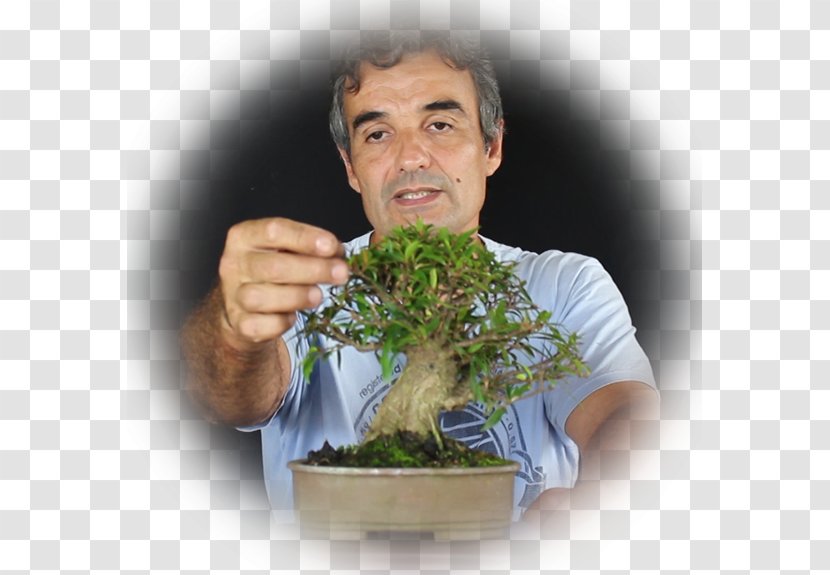 Bonsai Flowerpot Tree Herb Transparent PNG