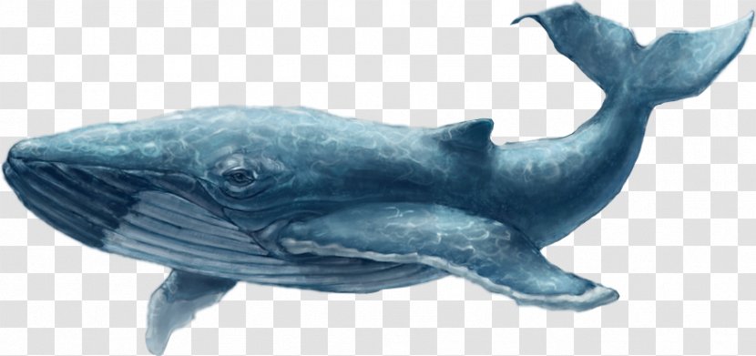 Common Bottlenose Dolphin Rough-toothed Tucuxi Cetacea Blue Whale Transparent PNG