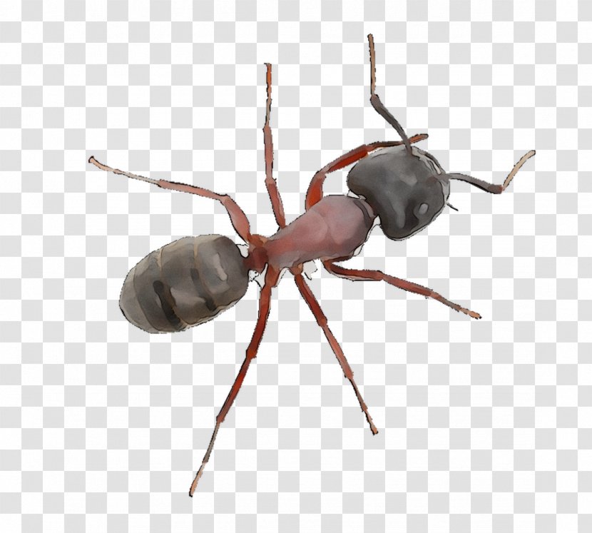 Ant One Hour Pest Control Weevil Doc's Control, Inc. Termite - Restaurant Transparent PNG