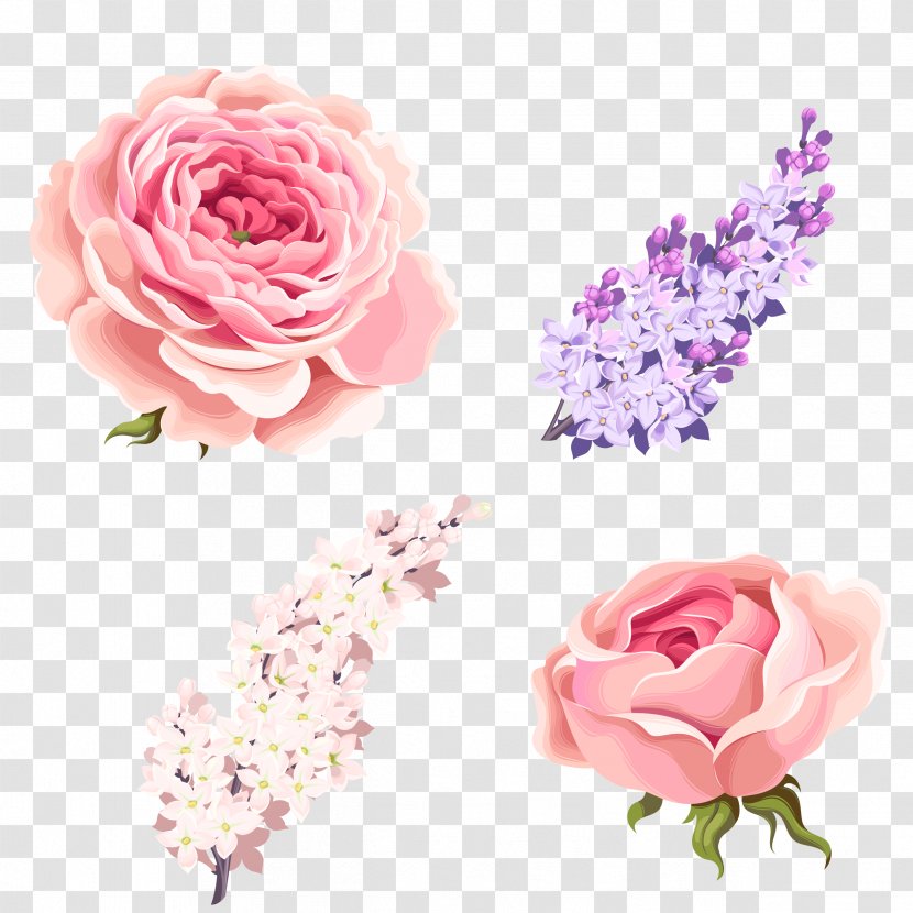 Garden Roses Centifolia Beach Rose Pink - Purple - Rose,Pink Roses,Medicago Transparent PNG