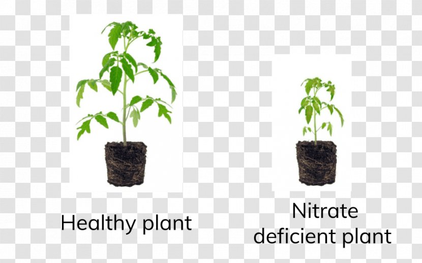 Tree Flowerpot - Herb Transparent PNG