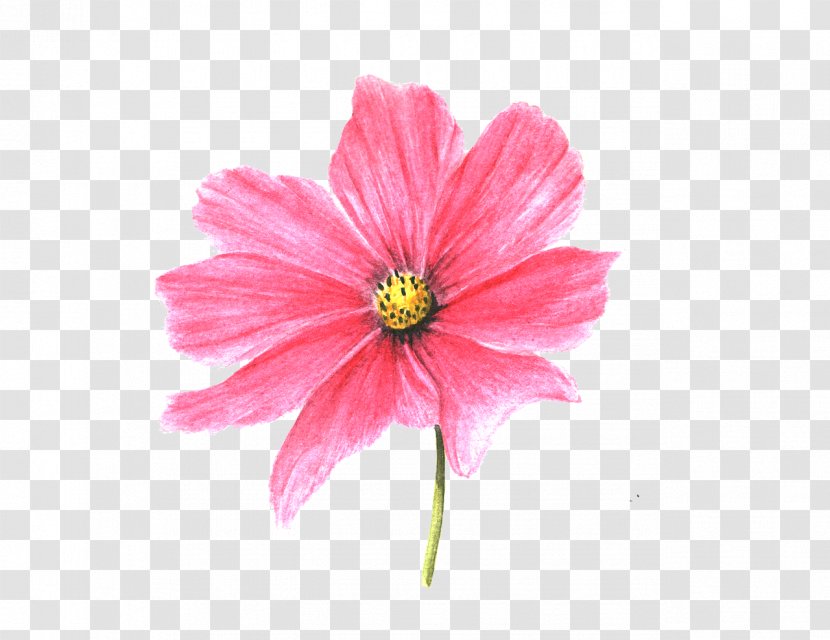 Pink Flower Cartoon - Cosmos - Perennial Plant Gerbera Transparent PNG