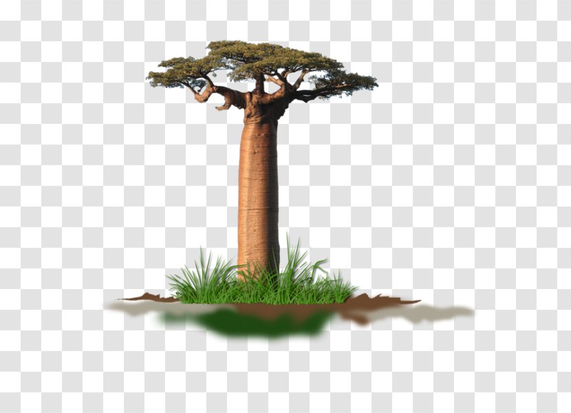 Adansonia Digitata Under The Baobab Tree: An Unexpected Love Story Savanna A Memoir Of Two Great Loves - Scots Pine - Tree Transparent PNG