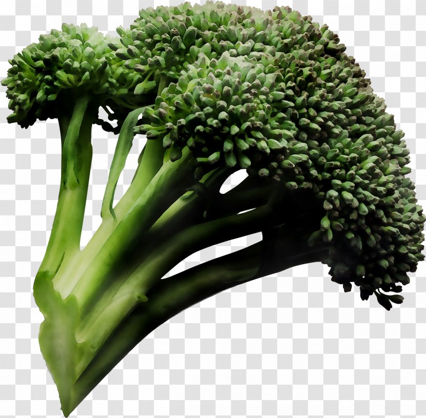 Sprouting Broccoli Cauliflower Health Food - Medicine - Grass Transparent PNG