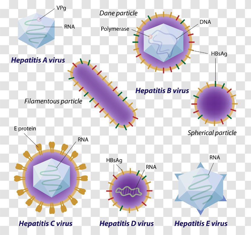 Viral Hepatitis A C Virus - Hbeag Transparent PNG