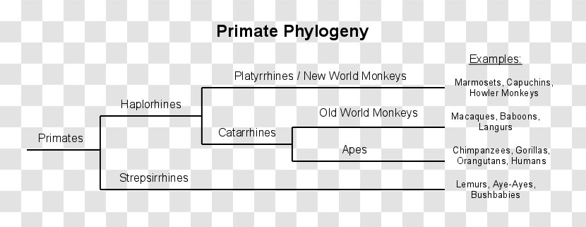 Document Line Angle Brand - White - Old World Monkey Transparent PNG