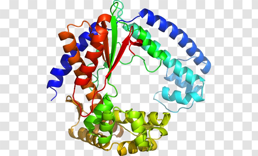 Body Jewellery Clip Art - Organism - Dna Polymerase Iii Holoenzyme Transparent PNG