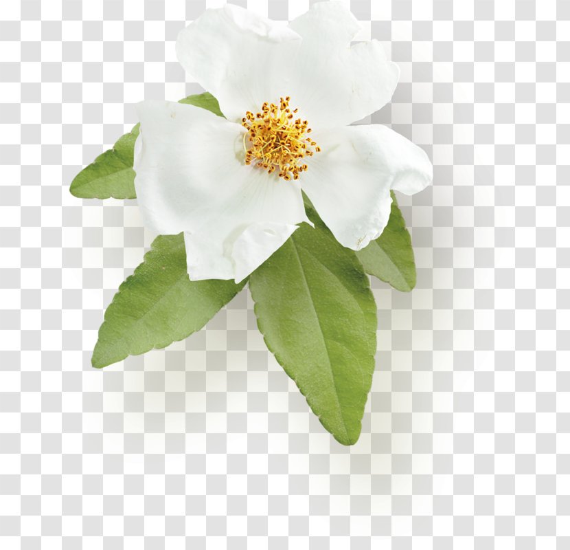 Sasanqua Camellia Rose Family - Plant Transparent PNG