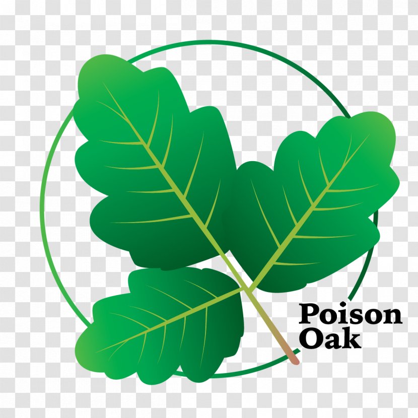 Clip Art Poison Ivy Leaf Vine - Oak Cartoon Flowering Plant Transparent PNG