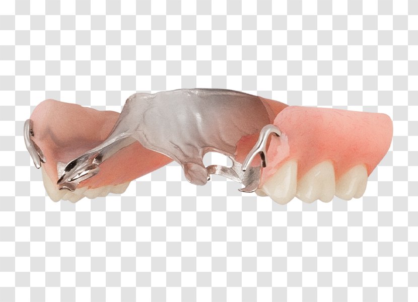 Nail Thumb Snout Tooth - Joint Transparent PNG
