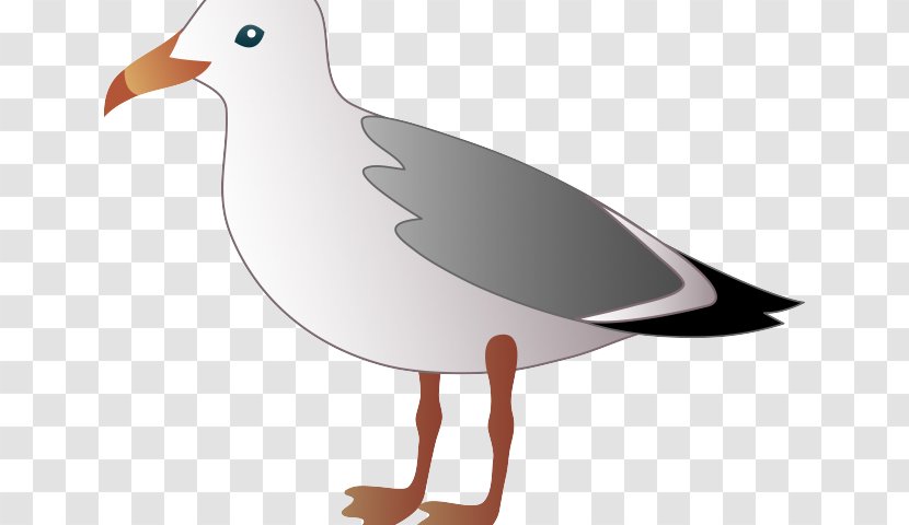 Clip Art Gulls Bird Download Image - Charadriiformes - Criminal Justice Symbols Color Sheet Transparent PNG