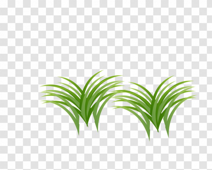 Grass - Plant Transparent PNG